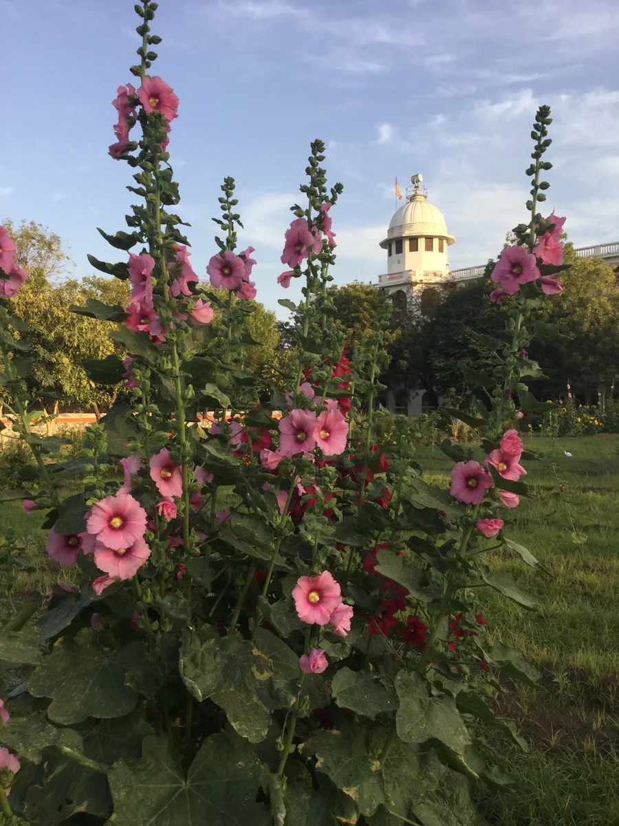 just so regal and beautiful 1200